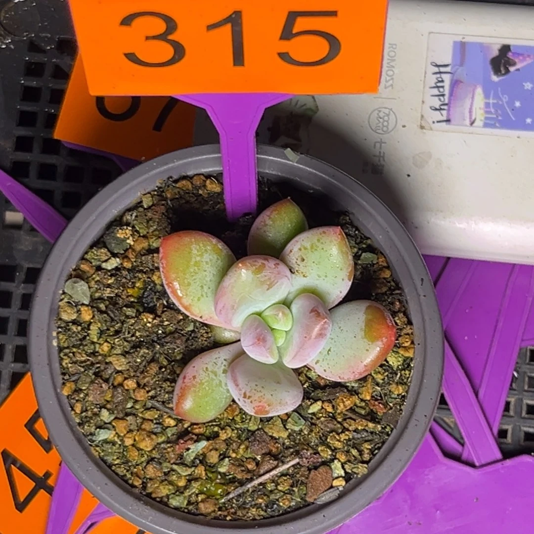 七***书多肉植物X系美人315