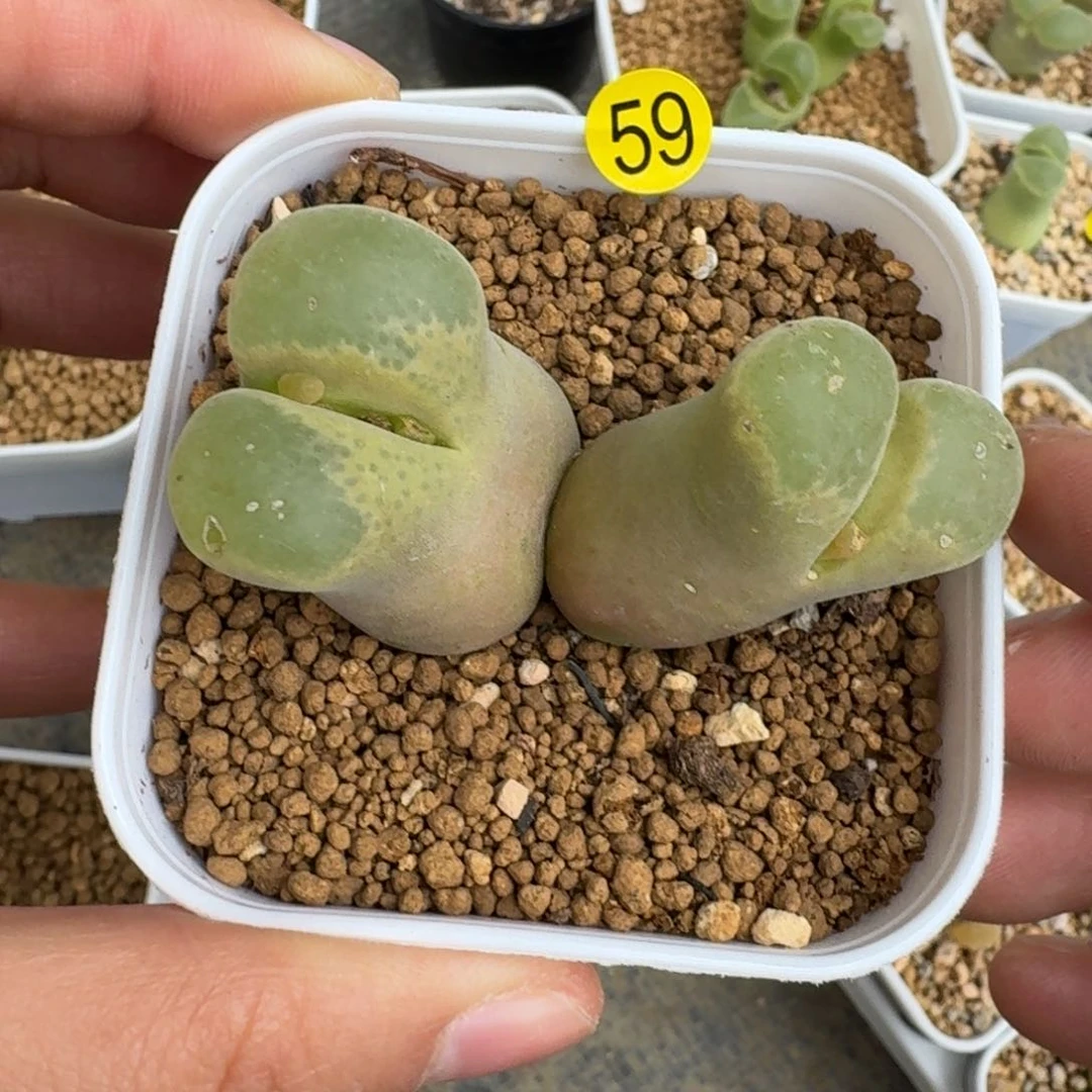 5*759...........多肉....