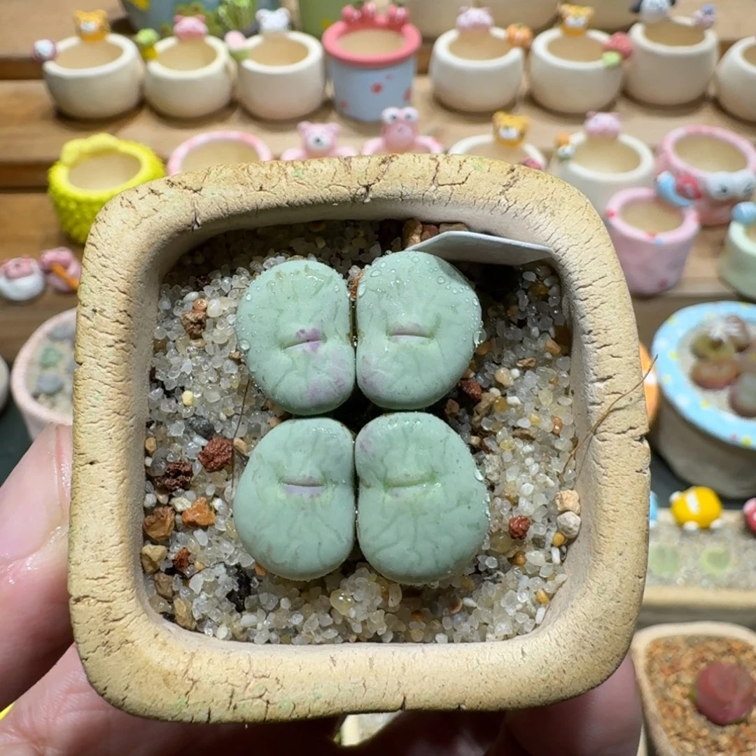 蘑菇1212红嘴多肉植物