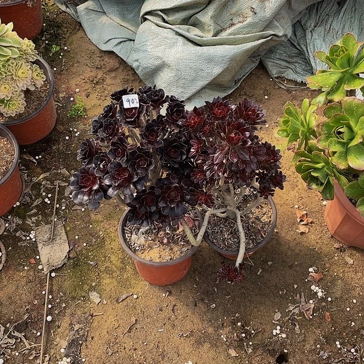 醉*风组合000000000902