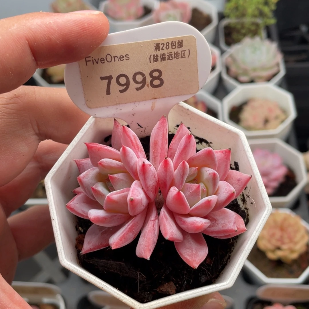 粉蓝鸟7998-6厘米