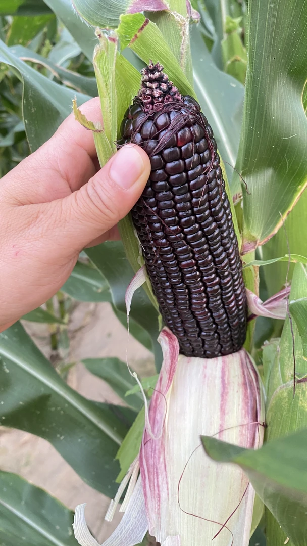 《试吃一根》自产自销新鲜现摘黑糯玉米富含花青素香甜粘糯