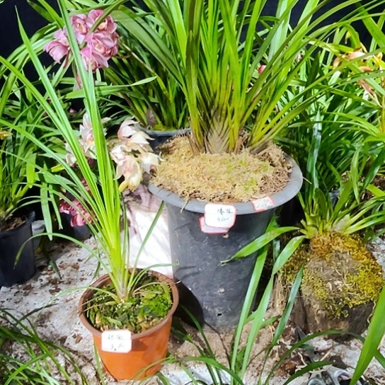 无花朵虎头兰棕根和越南美花