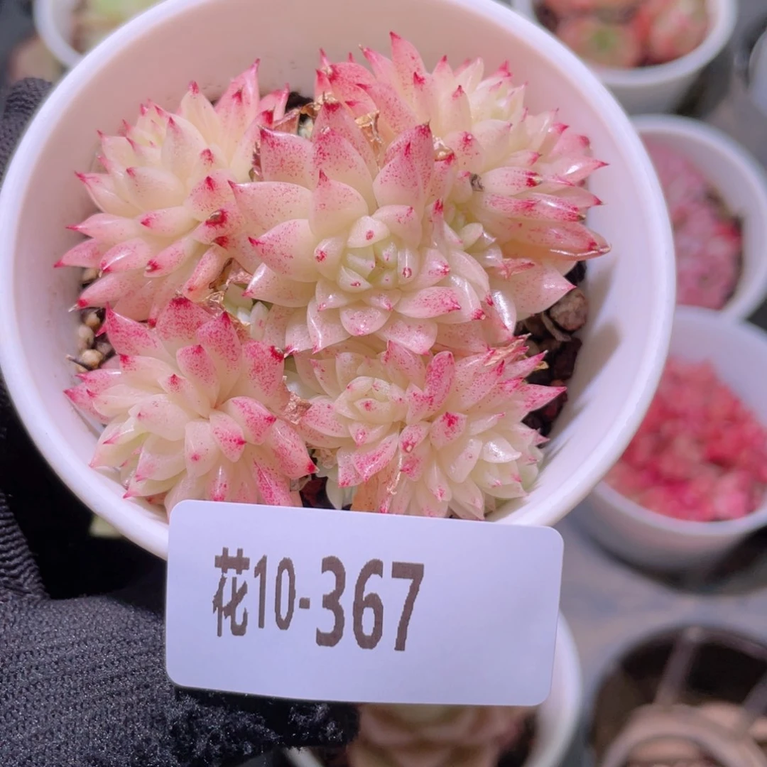 花利美10-367麦秆