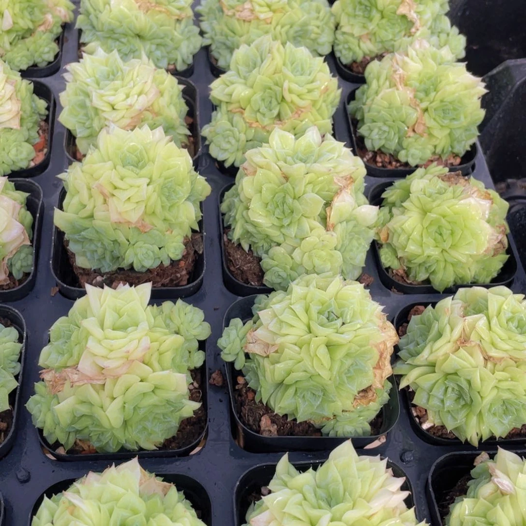 1070号 潜力股白天鹅麦秆群生一个