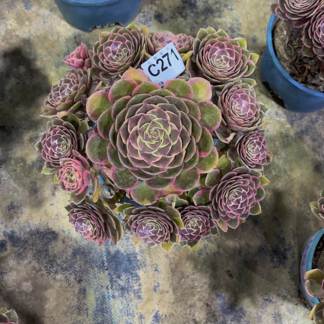 【闪购商品】271粉花妖