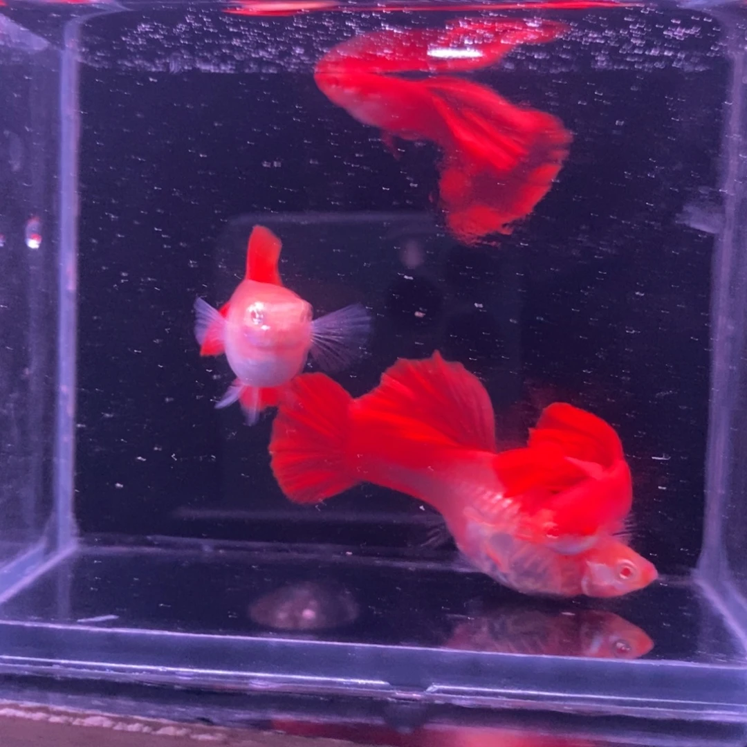 孔雀鱼精品血红两对