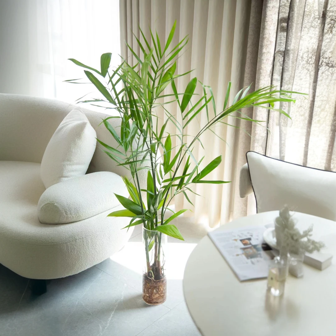 1.1 - 1.3米夏威夷大苗水培花卉水养绿植适合办公室客厅桌摆