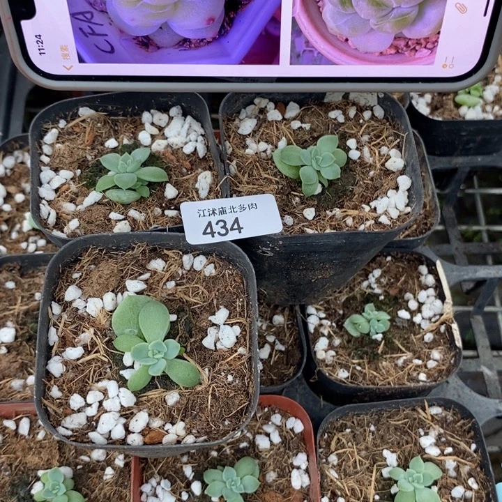 标434财富A一个量拍