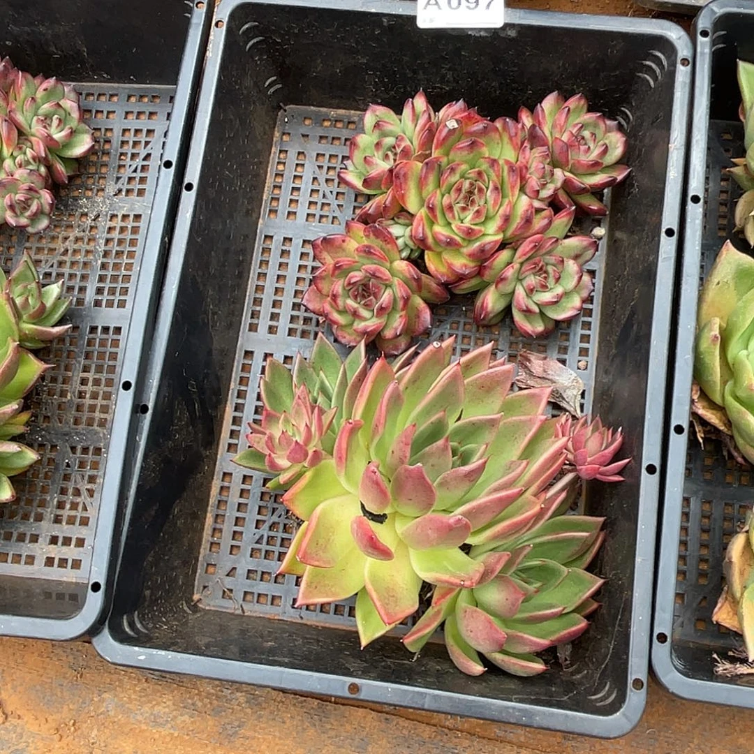 若如东云筐拍A097