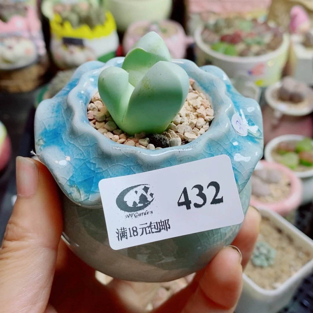 草***心生石花花花花花花花花432