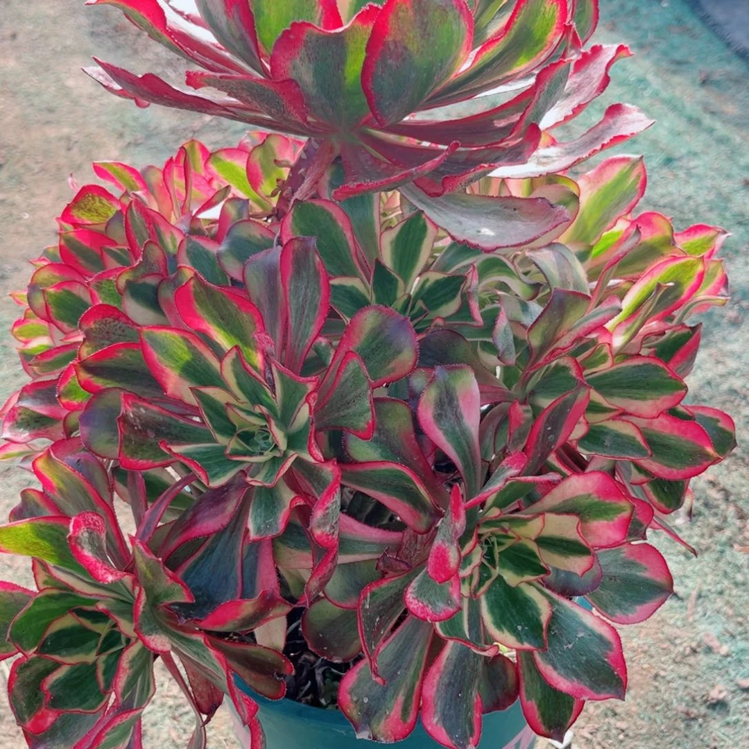 596魅影法师多肉植物