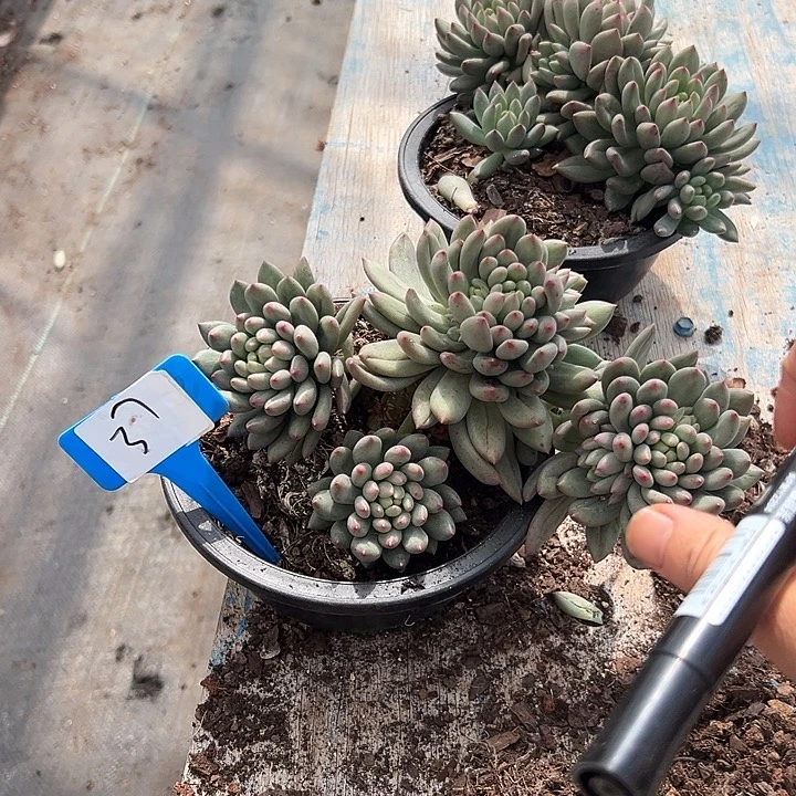 37言子脱我土一个