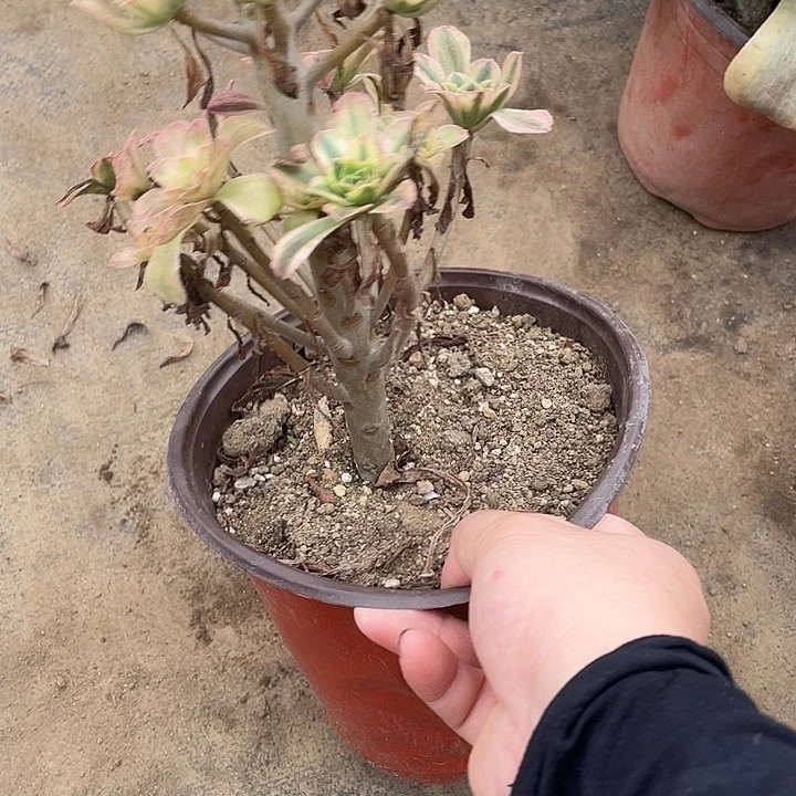 440白兰地多肉植物福利