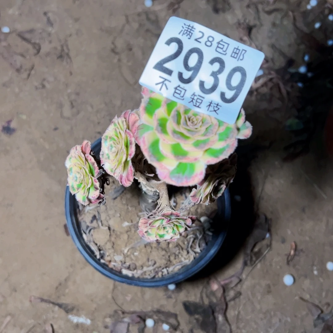 2939拉丝锦锦多肉植物
