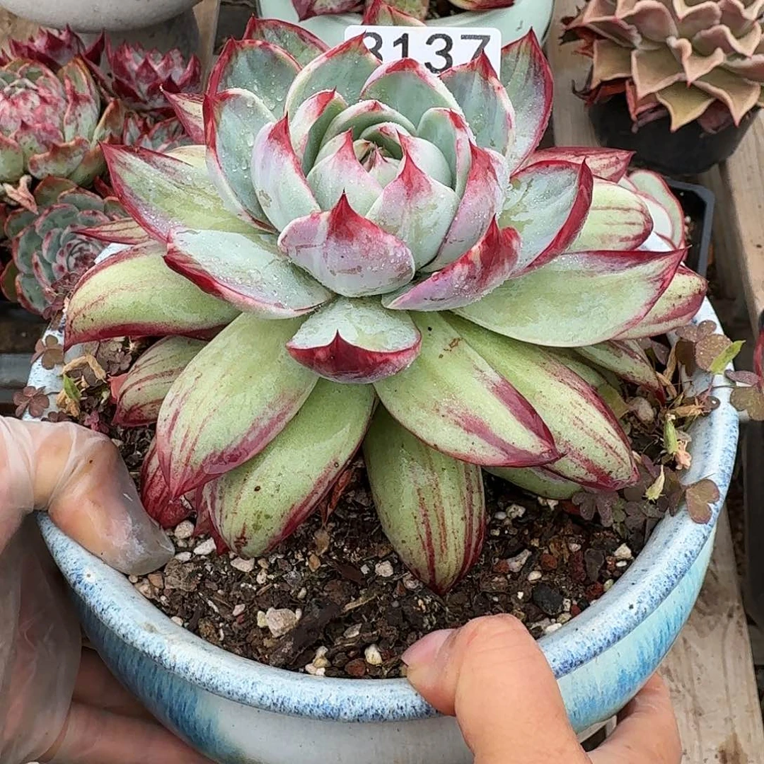 惊鸿仙子 3137.........