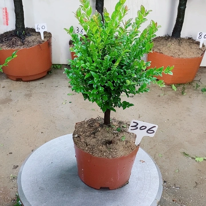当前无花栽培后可以开花