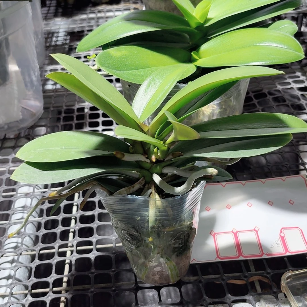 无花朵小叶巴掌叶1颗多头