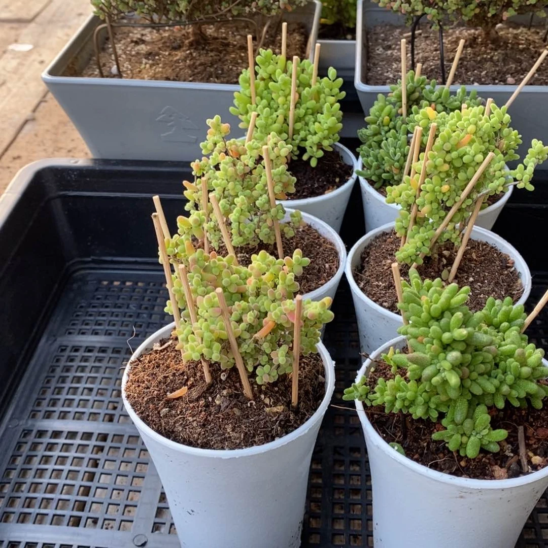 枝干番杏多肉植物805