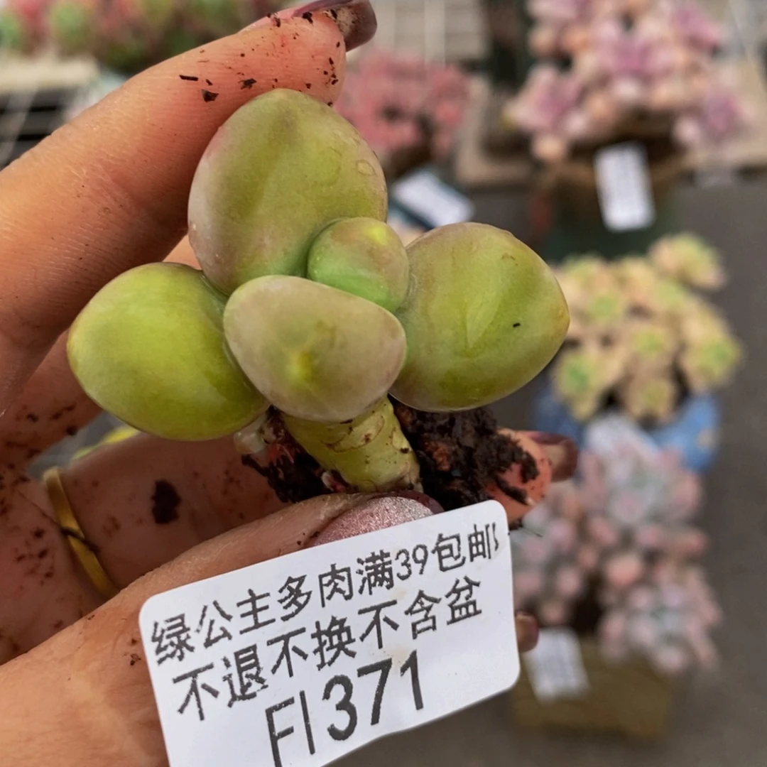 德*芒果奶酪金蟾kk奶371/4c m