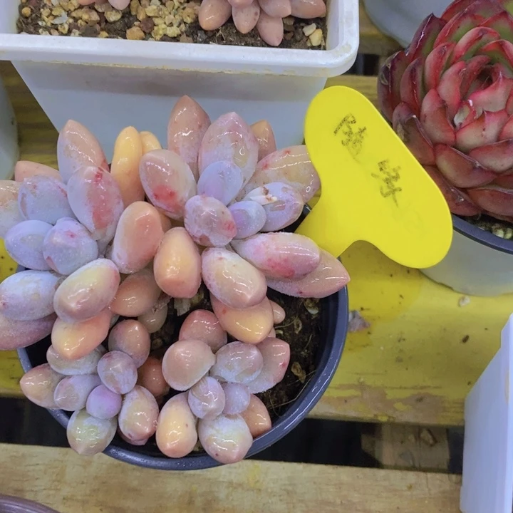 红*手开心多肉植物多肉