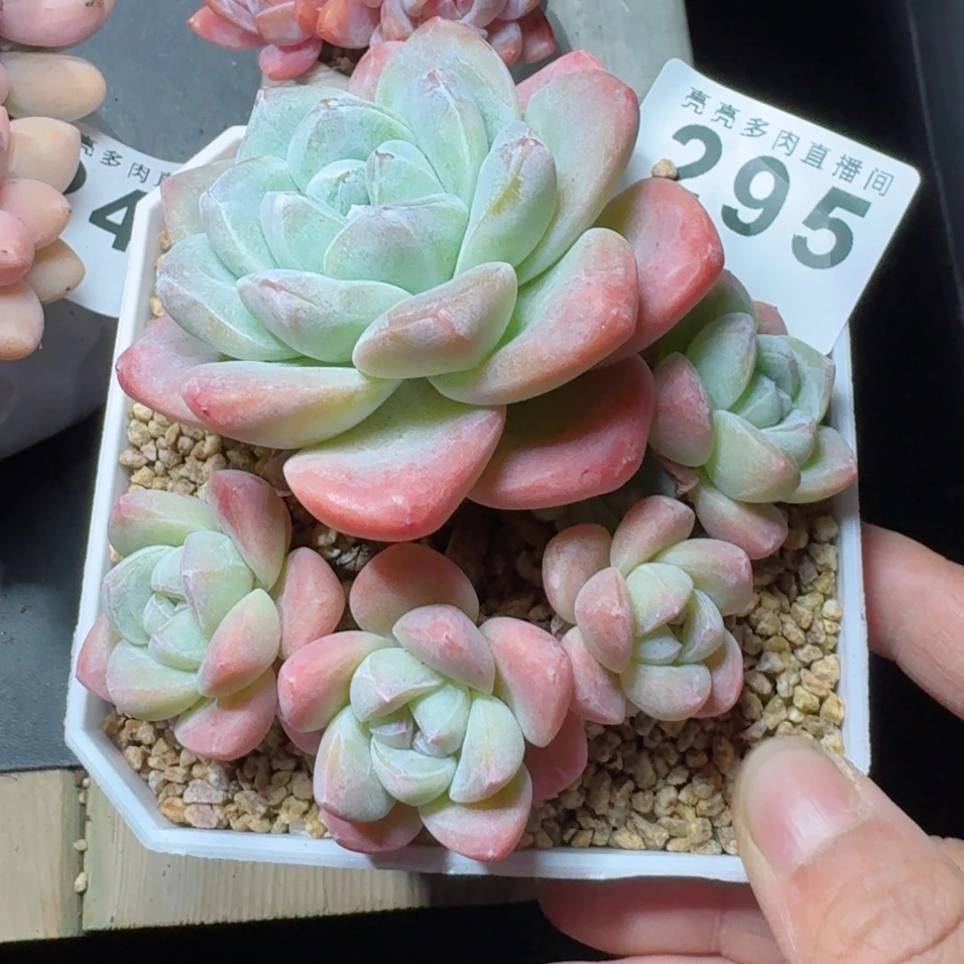 冰玉群生整装无砍