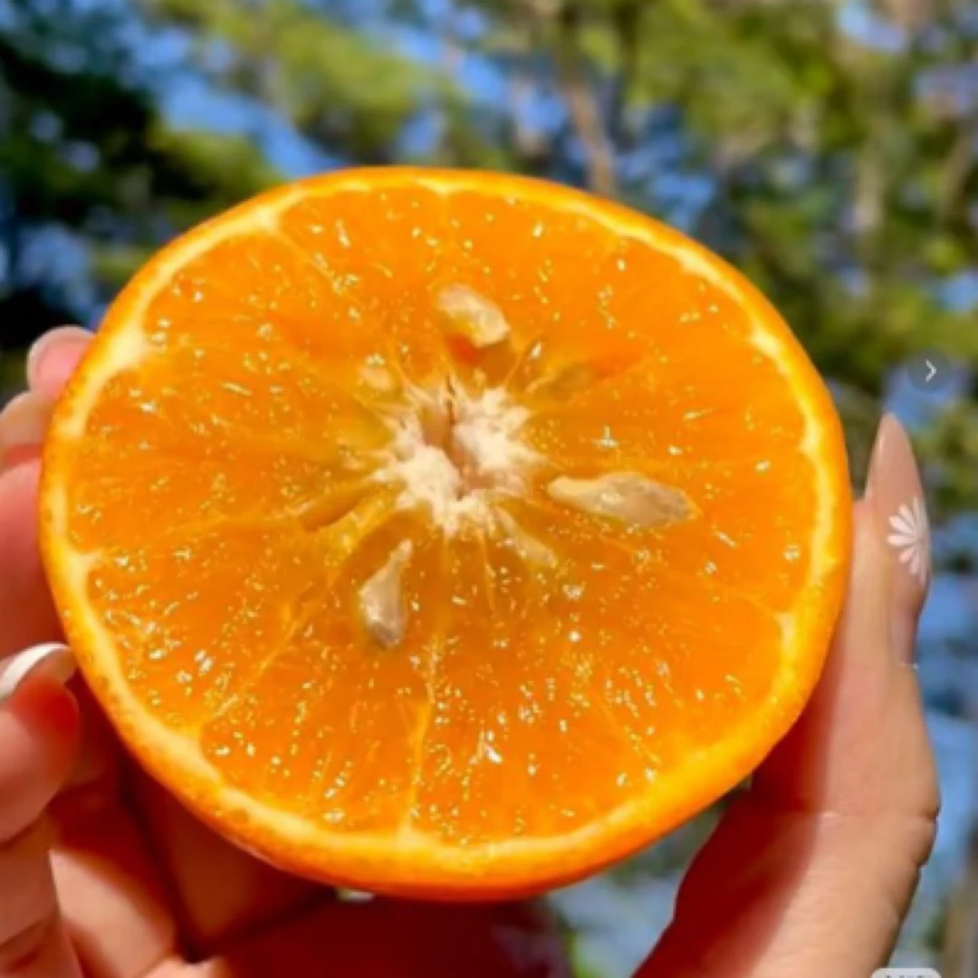 四川沃柑赶紧抢好吃哦500g沃柑茂谷柑山东省临沂市