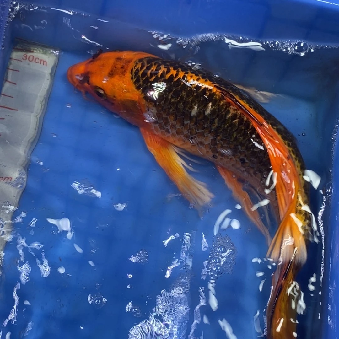 锦鲤冷水锦鲤包邮