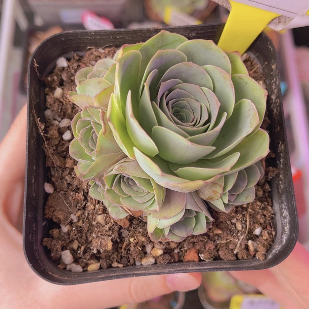 单品一物一拍357号