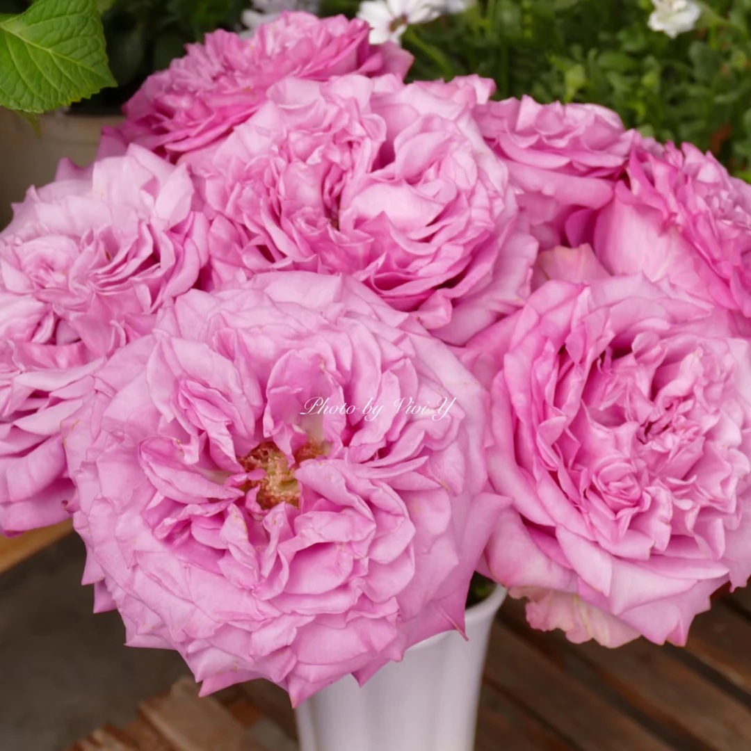 （云昊）紫皇冠10支！三件顺丰空运20%不售后