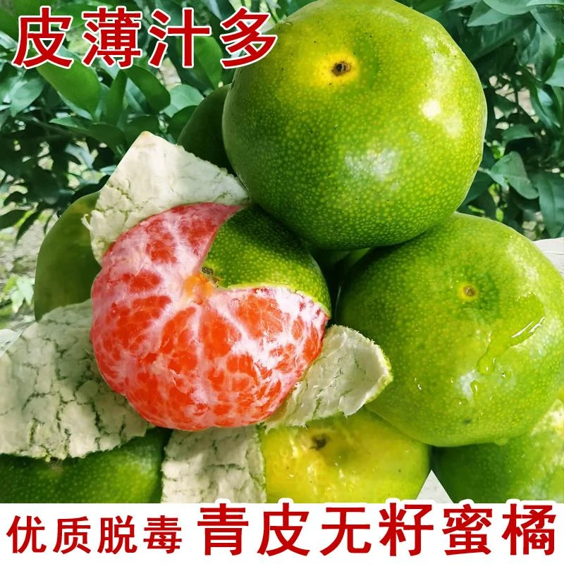 无籽青皮蜜桔苗庭院地栽嫁接蜜桔树苗盆栽南北方种当年结果果树苗