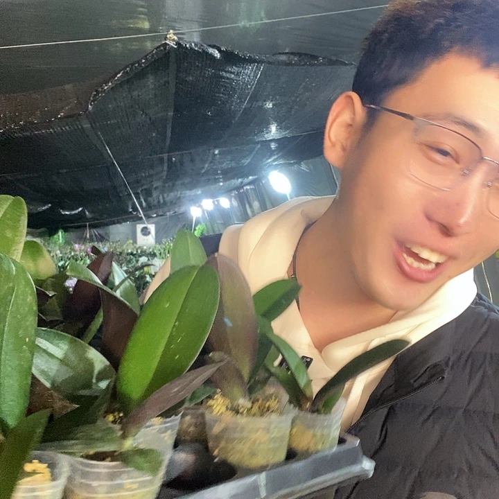 无花朵伯爵奶茶蝴蝶兰