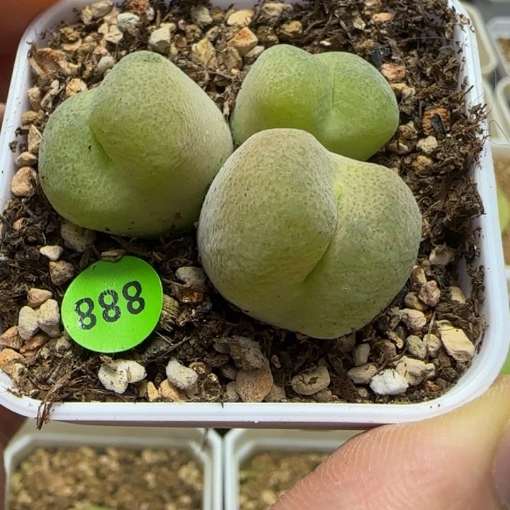 翠光玉群多肉植物888