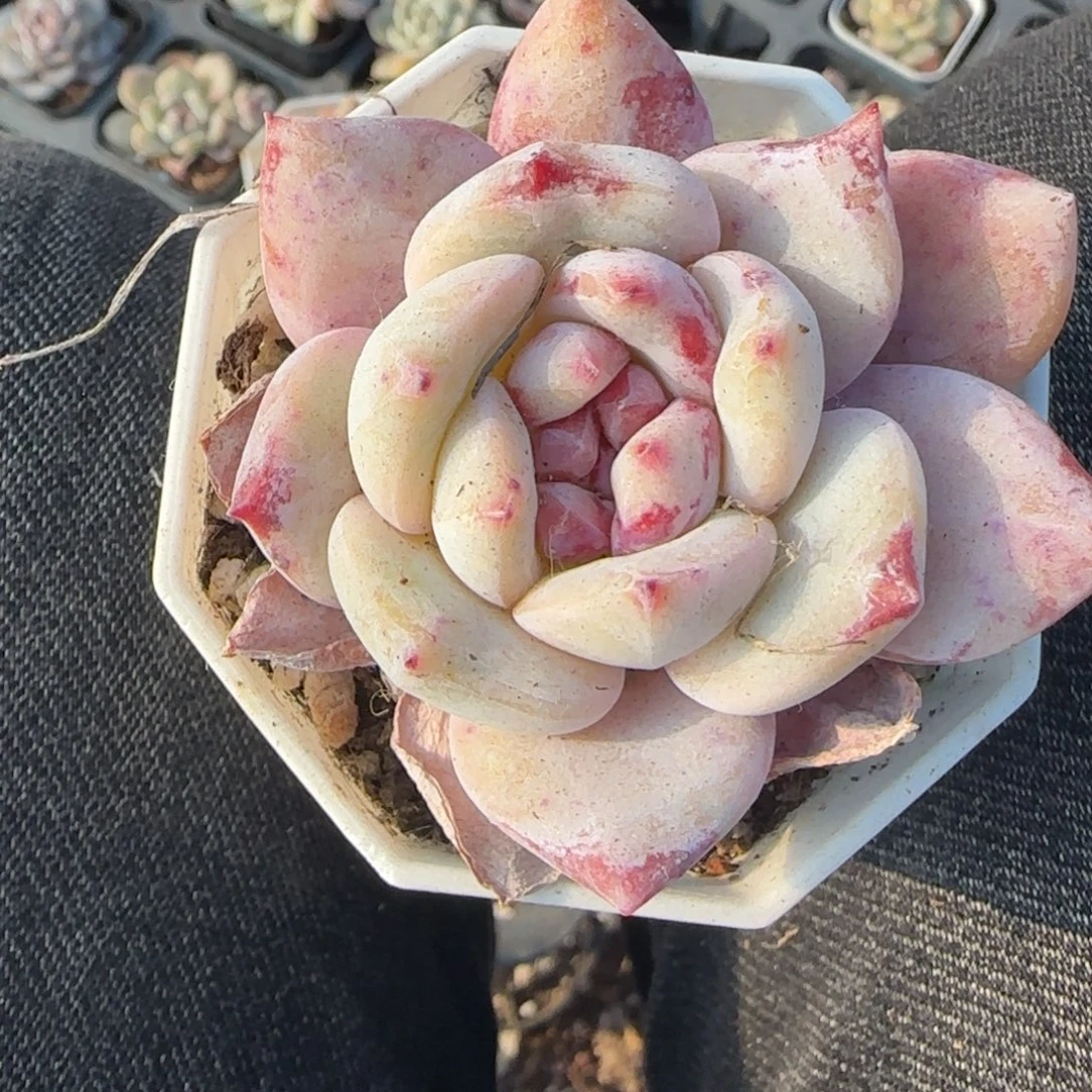 多肉小卡拉米糖心一物一拍