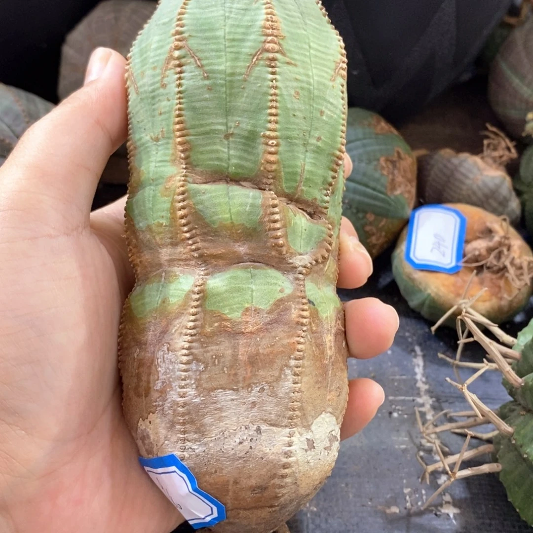 34欧系实生布纹球 一物一拍