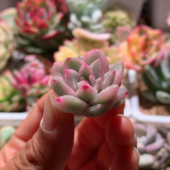 冰月亮锦腹轮锦锦锦