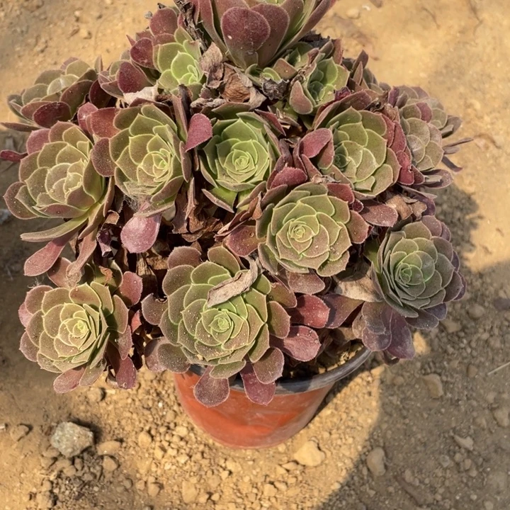 无花朵922多肉荷兰玫瑰