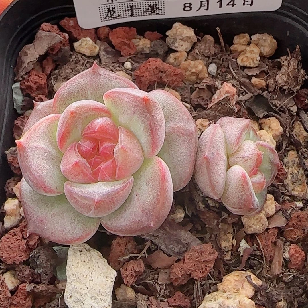 多肉0814-63琥珀天使珍妮