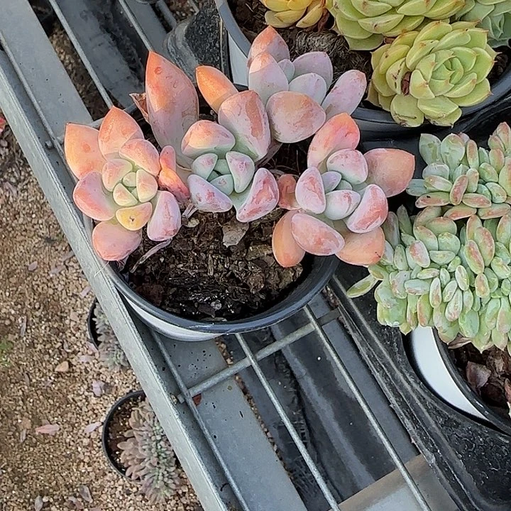 青蛙的声音很好听111