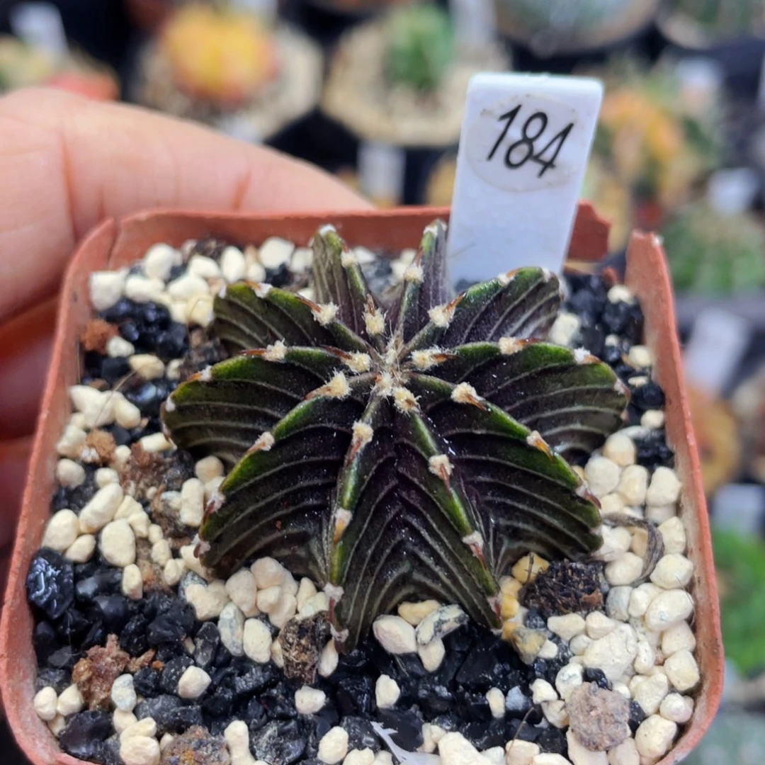 盆5公分满25包邮裸根发货