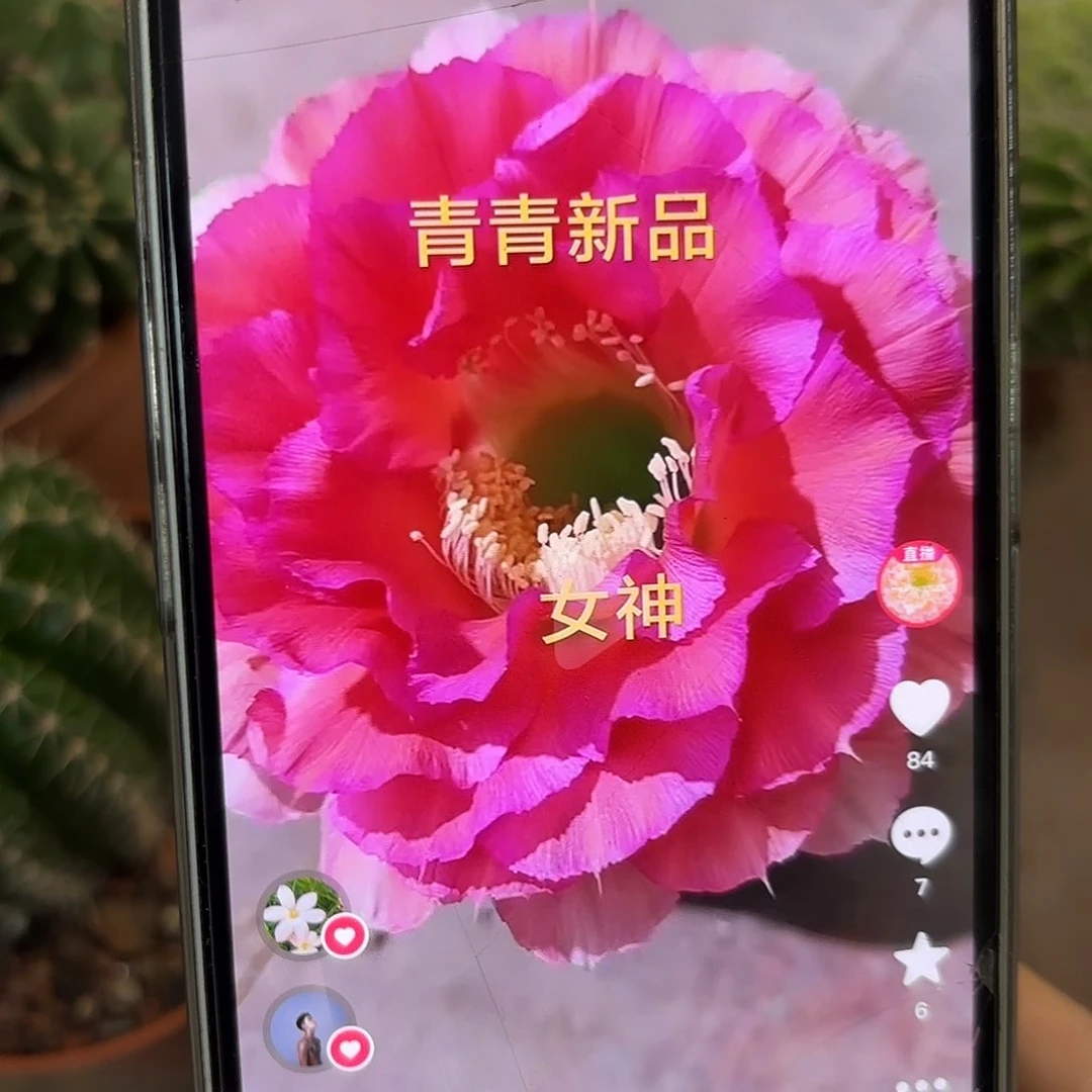 彩草青青女神6.5公分左右