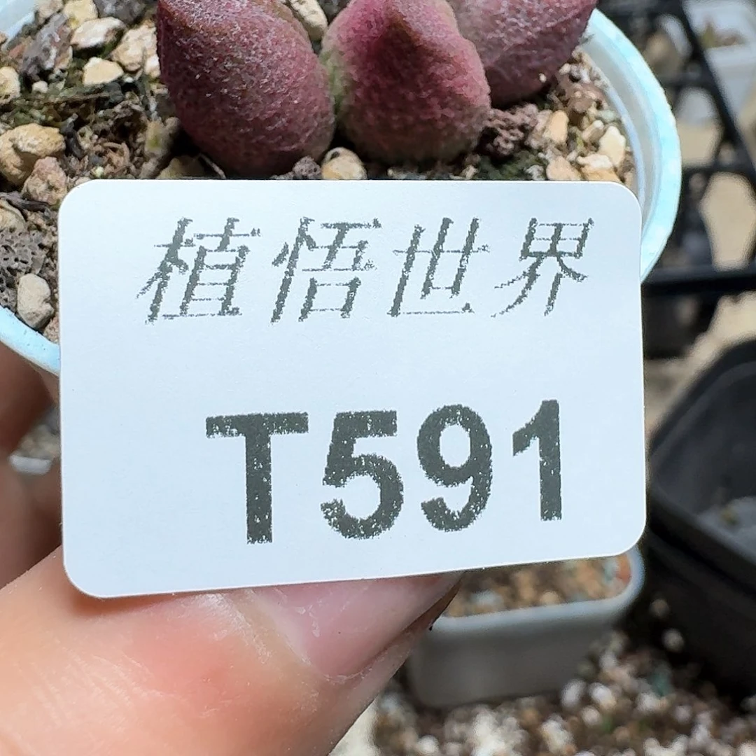 591盒多肉植物哇fv b