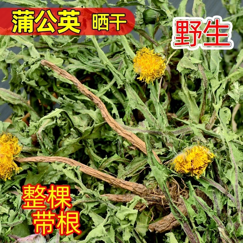 野生蒲公英茶 整株颗棵带根全草晒干婆婆丁泡茶喝中草药材