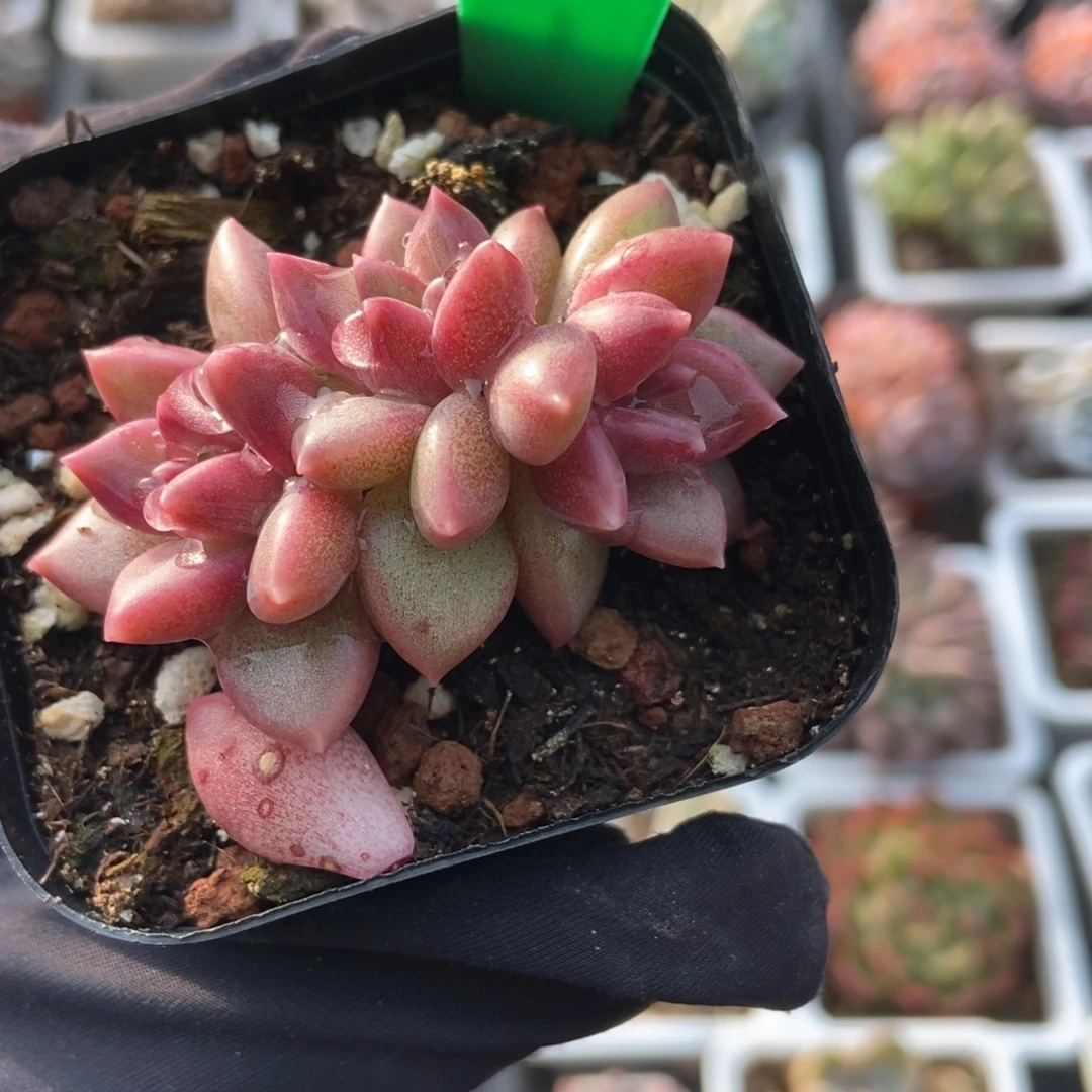 807迷雾泡泡多肉植物