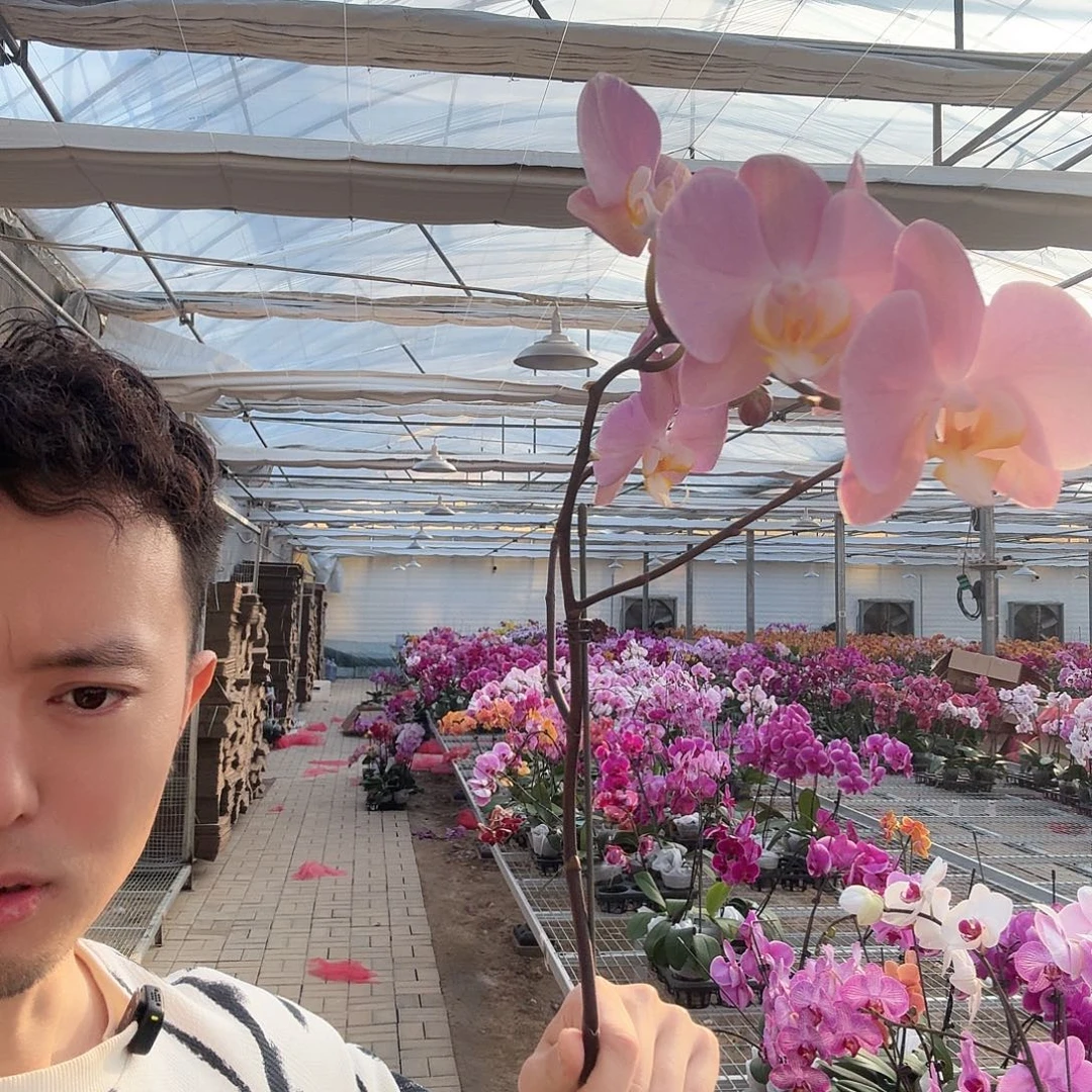 樱***沝完全开放帕多瓦树杈 008