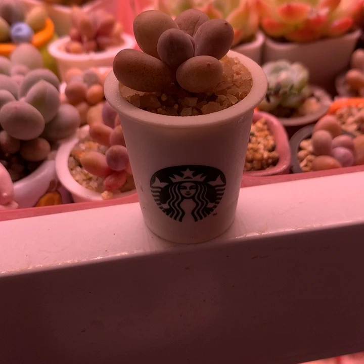 蛋黄奶带盆发货