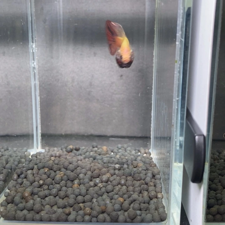 斗鱼泰国斗鱼587号