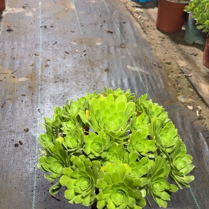 45阳光玫瑰多肉多肉