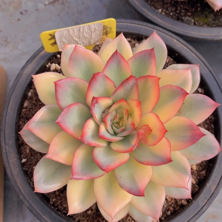 健健康康平平安安