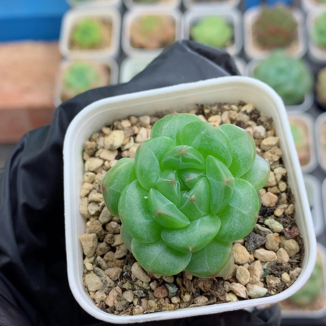 58包邮  群生不包整遥遥125